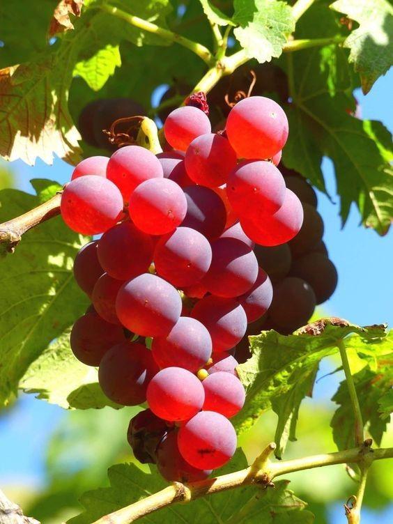 Roots & Fruits: Rustic Harvest Combo